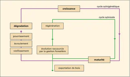 Forêts : cycles sylvigénétique et sylvicole - crédits : Encyclopædia Universalis France