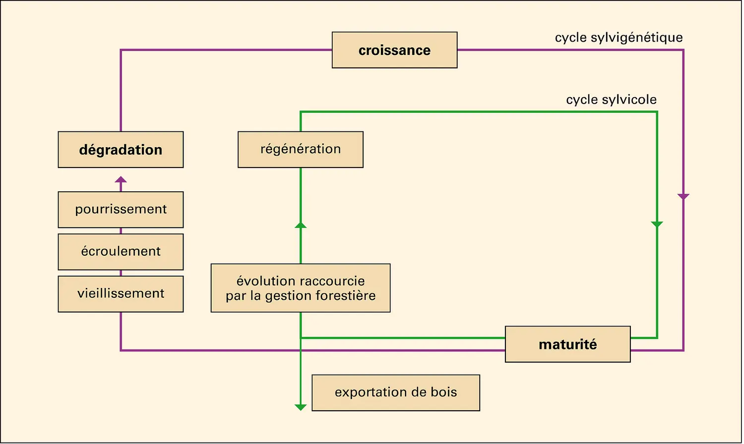 Forêts : cycles sylvigénétique et sylvicole