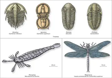 Paléozoïque : arthropodes - crédits : Encyclopædia Universalis France