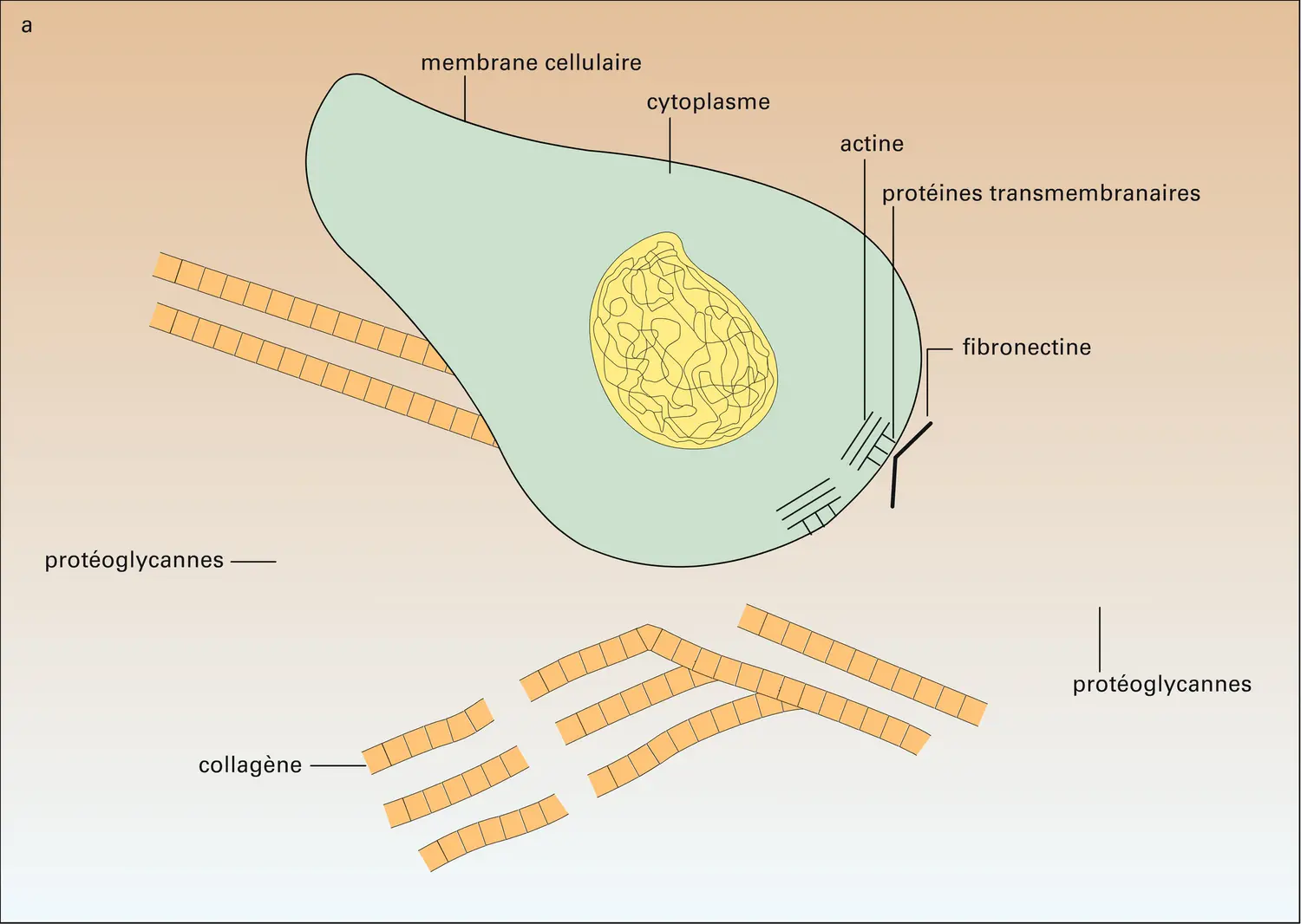 Deux glycoprotéines de structure - vue 1