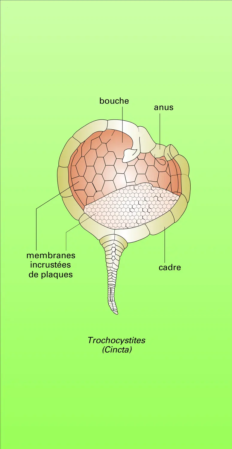 Carpoïdes - vue 2