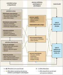 Modèle transactionnel en psychologie de la santé - crédits : Encyclopædia Universalis France