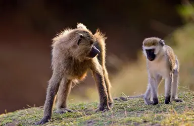 Babouin olive et vervet - crédits : Tim Graham/ Robertharding/ Agefotostock