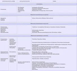 Monde animal: classification sommaire - crédits : Encyclopædia Universalis France