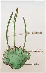Anthocérotales : thalle - crédits : Encyclopædia Universalis France