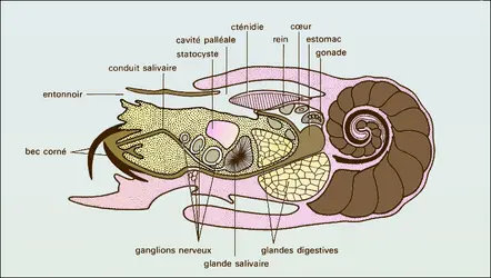 Spirula - crédits : Encyclopædia Universalis France