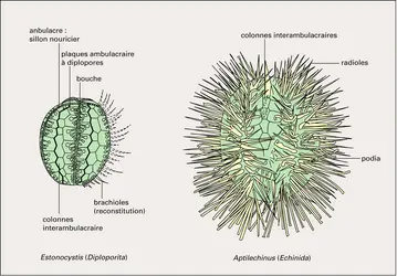 Dactylocystidé et Échinide primitif - crédits : Encyclopædia Universalis France