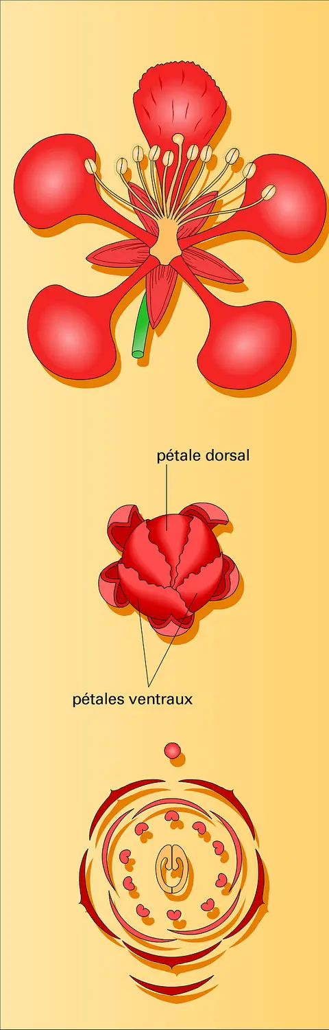 Césalpinioïdée : fleur du flamboyant