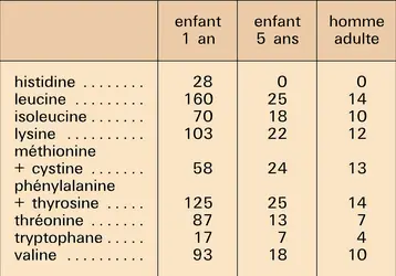Acides aminés indispensables - crédits : Encyclopædia Universalis France