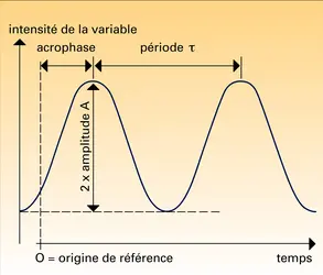 Rythme biologique : définition des paramètres - crédits : Encyclopædia Universalis France
