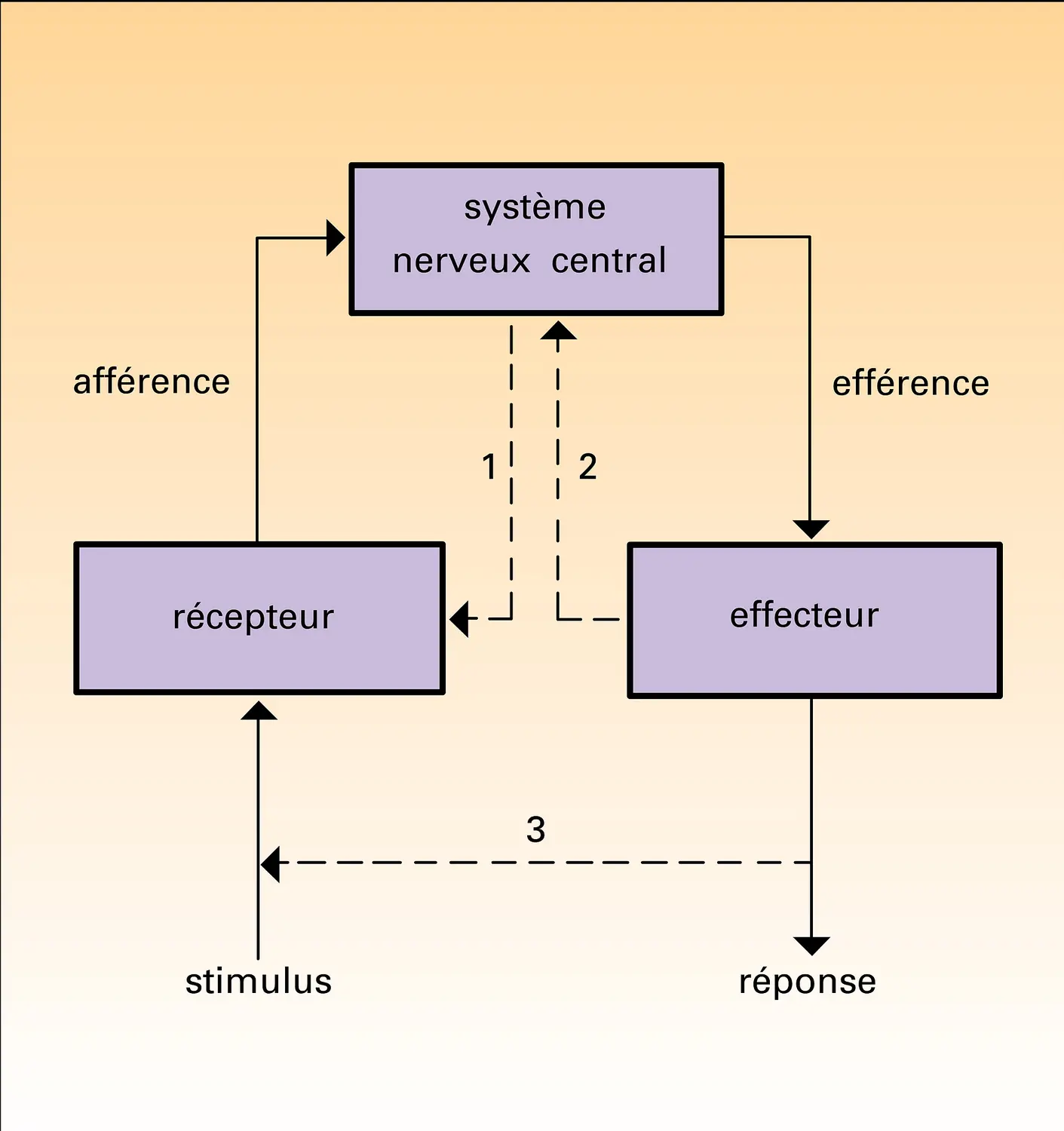 Stimulation sensorielle ; réponse de l'organisme