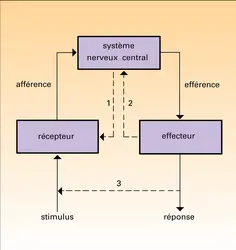 Stimulation sensorielle ; réponse de l'organisme - crédits : Encyclopædia Universalis France