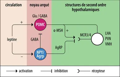 Circuits de contrôle de la prise alimentaire - crédits : Encyclopædia Universalis France