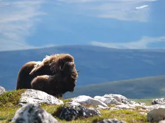 Bœuf musqué, Norvège - crédits : N. Sabod/ Shutterstock