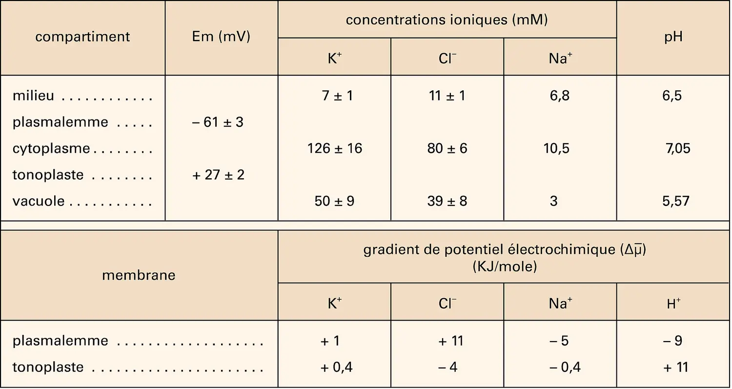Absorption végétale : concentrations en ions de cellules d'érable sycomore