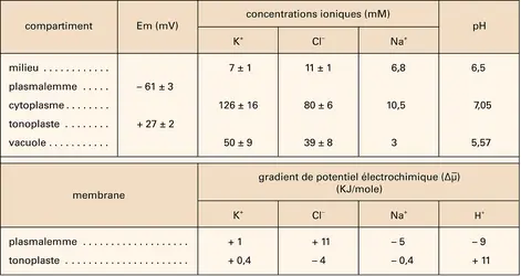 Absorption végétale : concentrations en ions de cellules d'érable sycomore - crédits : Encyclopædia Universalis France