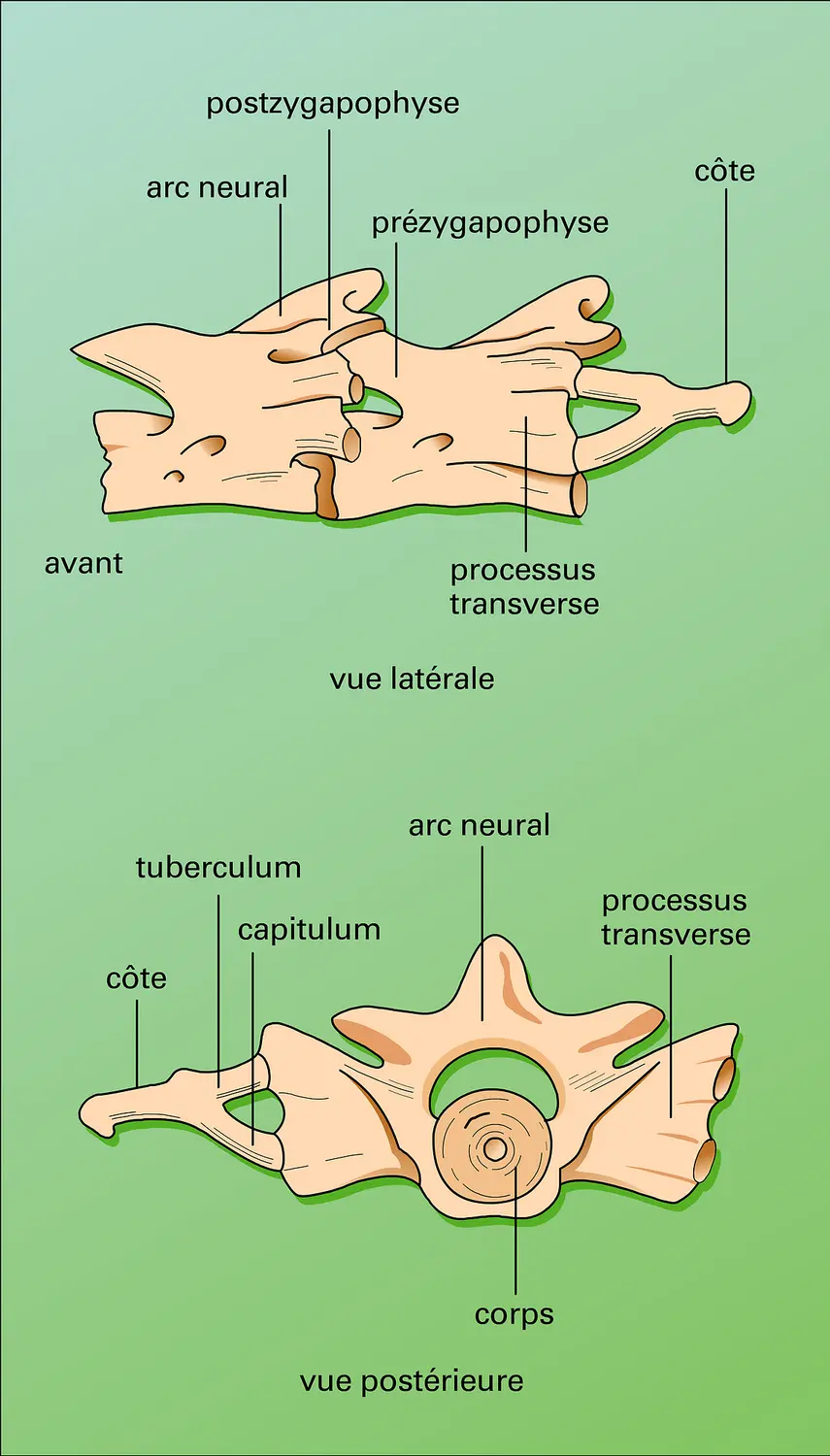 Vertèbres d'urodèle