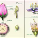 Types de fleurs - crédits : Encyclopædia Universalis France