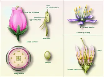 Types de fleurs - crédits : Encyclopædia Universalis France