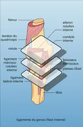 Genou : appareil ligamentaire - crédits : Encyclopædia Universalis France