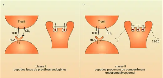 Antigène peptidique par molécules HLA de classes 1 et 2 - crédits : Encyclopædia Universalis France