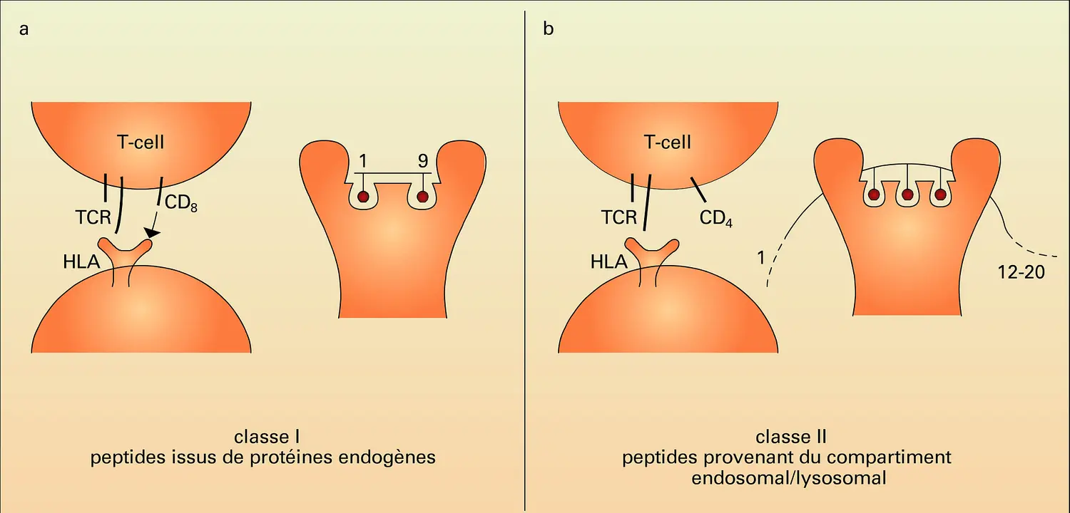 Antigène peptidique par molécules HLA de classes 1 et 2