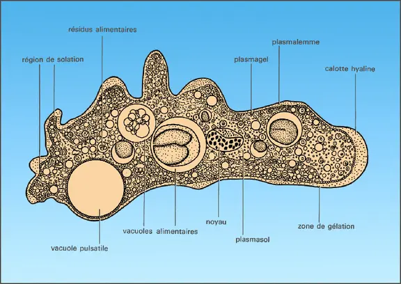 Structure cytologique d'une amibe