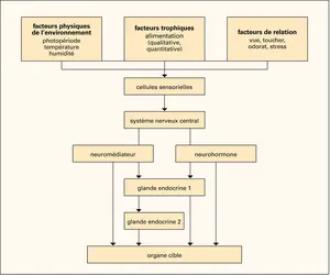 Système endocrinien : niveaux de complexité - crédits : Encyclopædia Universalis France