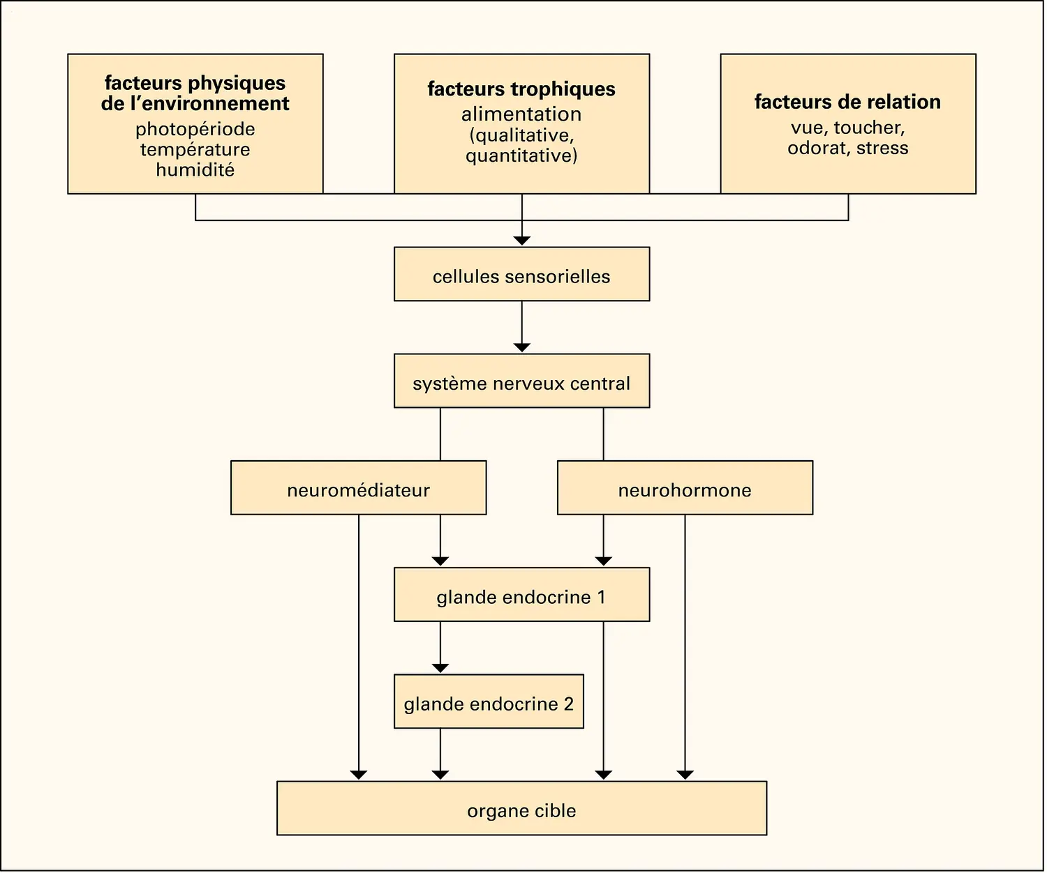 Système endocrinien : niveaux de complexité