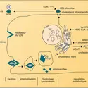 Fixation cellulaire et dégradation des LDL - crédits : Encyclopædia Universalis France