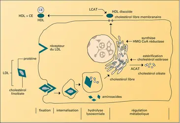 Fixation cellulaire et dégradation des LDL - crédits : Encyclopædia Universalis France