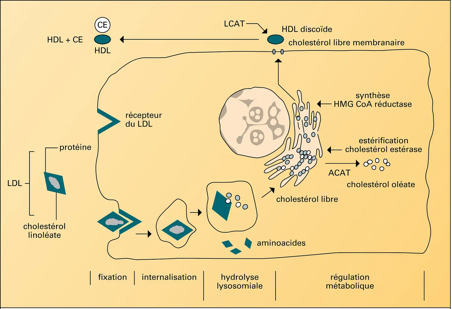 Fixation cellulaire et dégradation des LDL