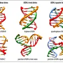 Structures de l’ADN - crédits : David MONCHAUD / ICMUB / CNRS Photothèque