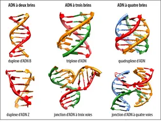 Structures de l’ADN - crédits : David MONCHAUD / ICMUB / CNRS Photothèque