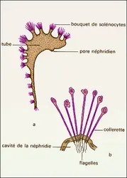 Néphridies - crédits : Encyclopædia Universalis France