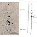 Transcription de l'ADN en ARNm - crédits : Encyclopædia Universalis France