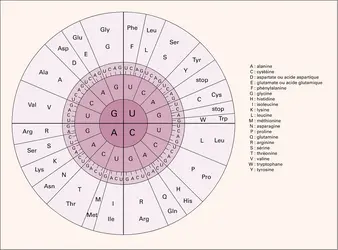 Représentation schématique du code génétique - crédits : Encyclopædia Universalis France