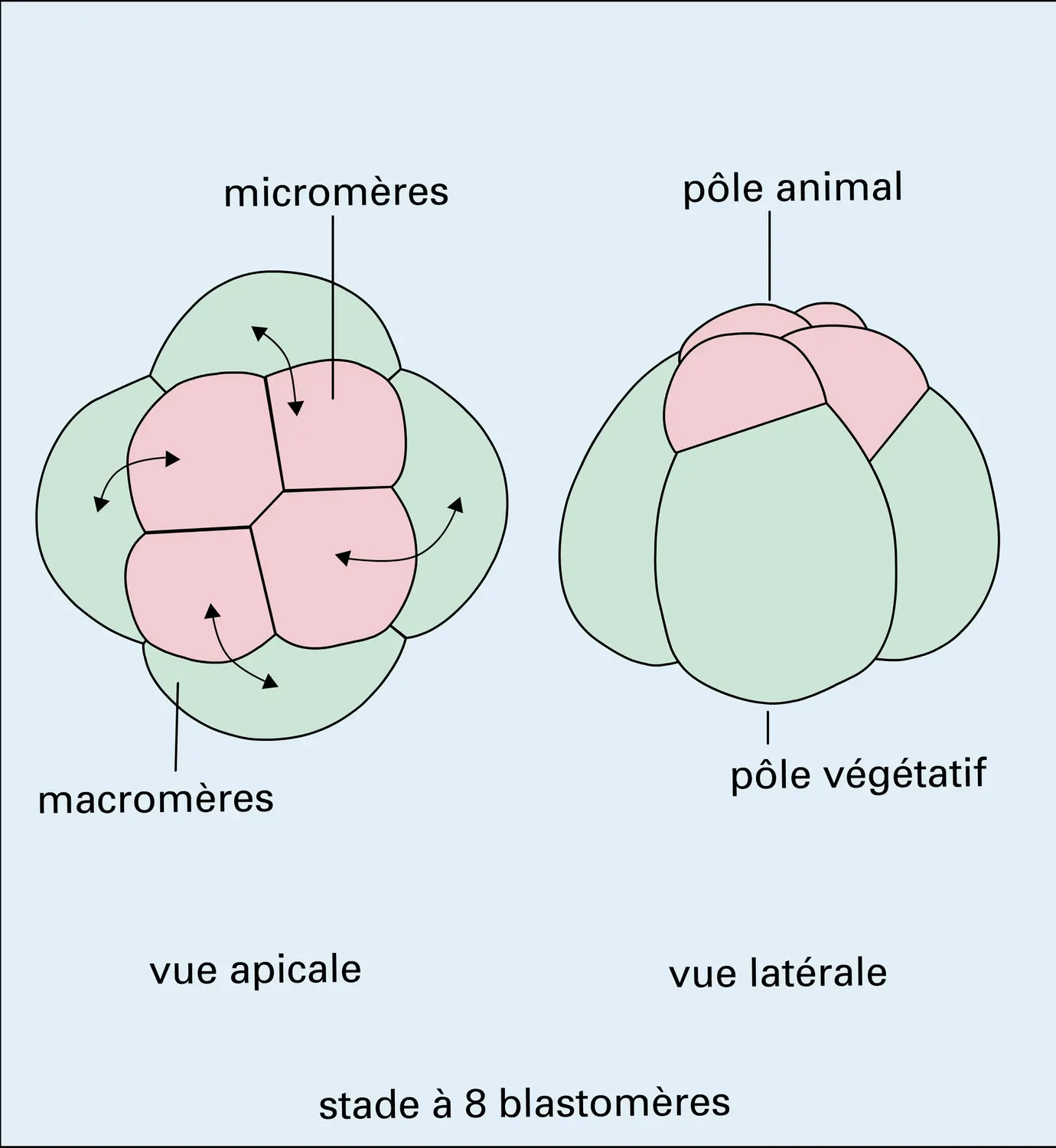 Segmentation sirale et larve trochopore - vue 1