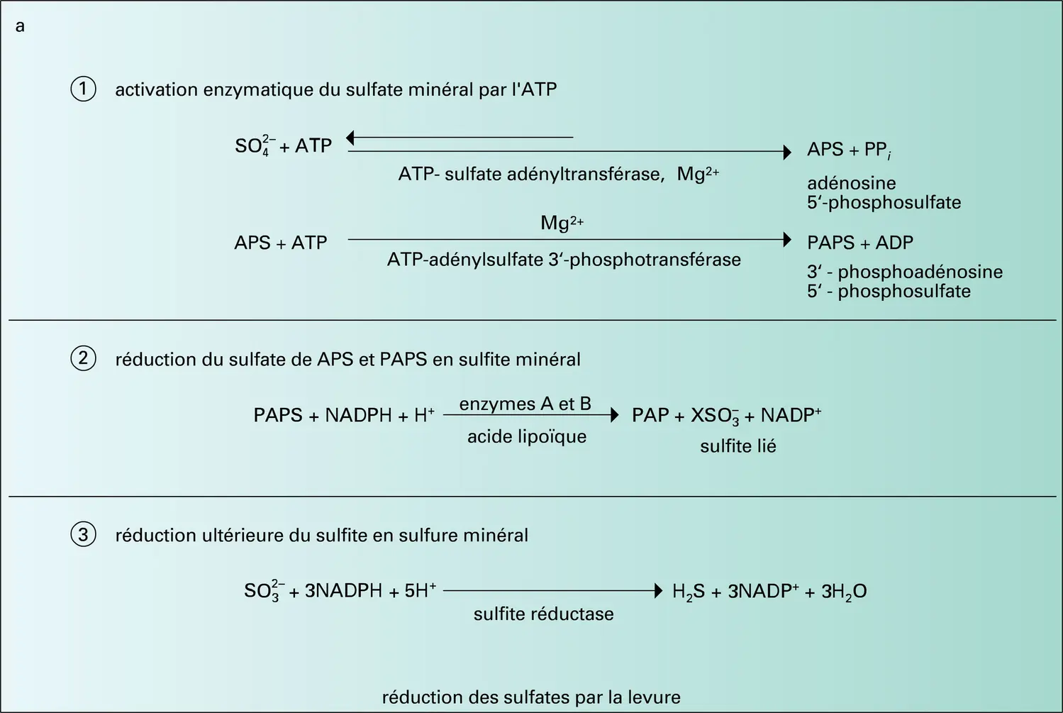 Réduction des sulfates - vue 1