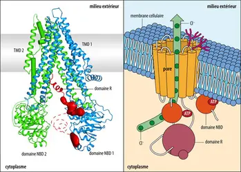 Structure tridimensionnelle et fonctionnement de la protéine CFTR - crédits : à gauche : Laboratory of Membrane Biology and Biophysics at The Rockefeller University ; à droite :EUF