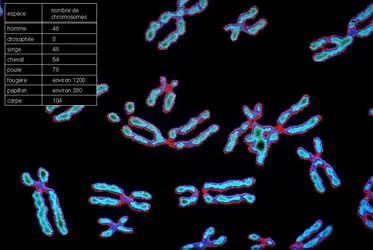 Chromosomes humains - crédits : Dan McCoy-Rainbow/Age Fotostock/ Imagestate