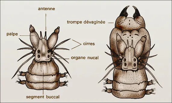 Perinereis 1