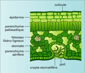 Nerium (feuille) - crédits : Encyclopædia Universalis France