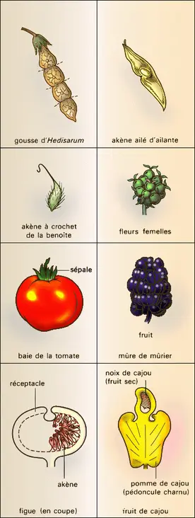 Types de fruits