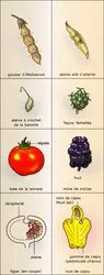 Types de fruits - crédits : Encyclopædia Universalis France