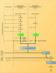 Coagulation du sang - crédits : Encyclopædia Universalis France