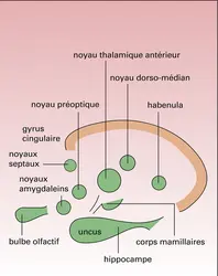 Zones rhinencéphaliques humaines - crédits : Encyclopædia Universalis France