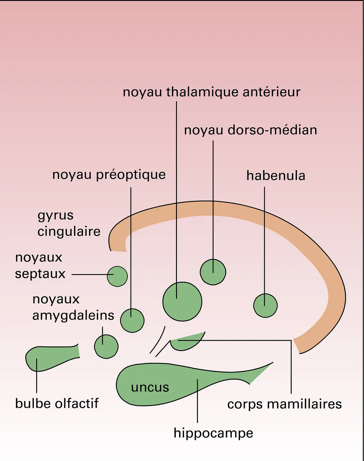 Zones rhinencéphaliques humaines
