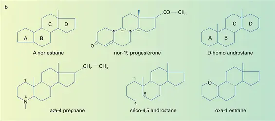 Stéroïdes : nomenclature - crédits : Encyclopædia Universalis France