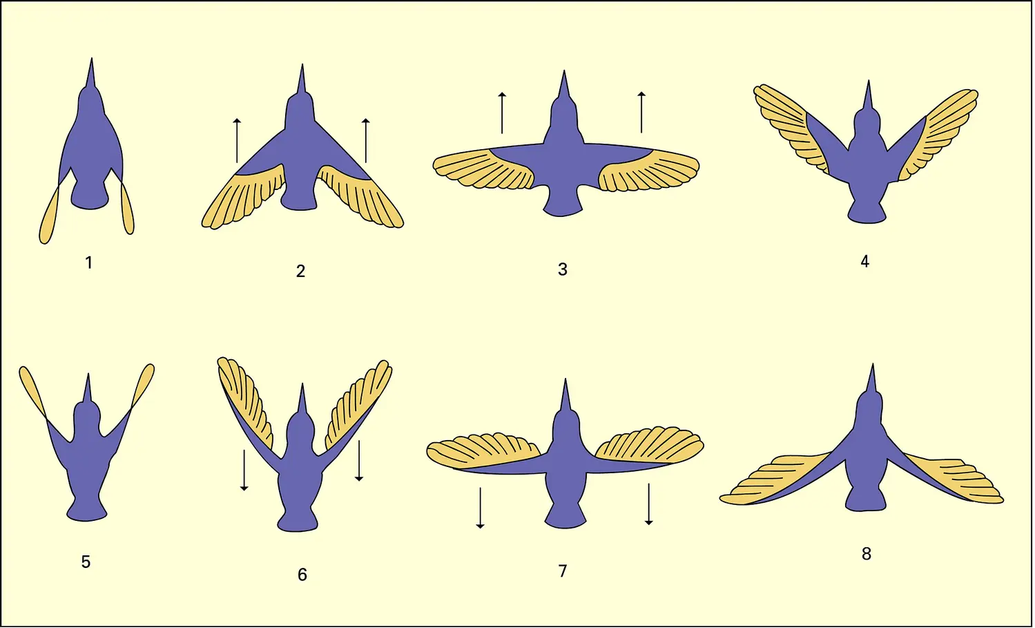 Colibri : vol sur place